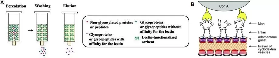 Lectin affinity enrichment workflow showing sample loading, washing, and elution, alongside ConA binding to high-mannose glycans