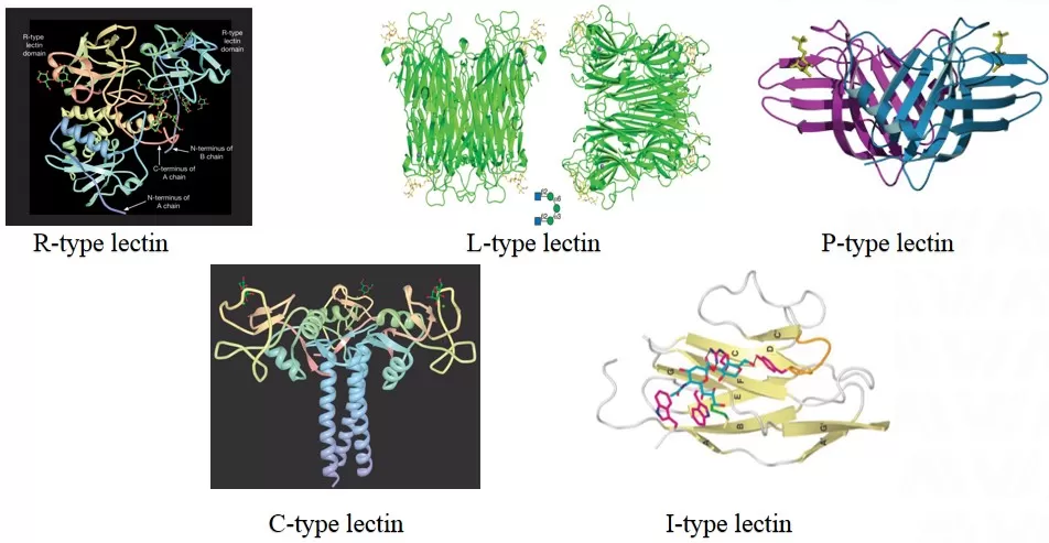 Representative structural families of glycan-binding lectins, including R-type, L-type, P-type, C-type, and I-type lectins