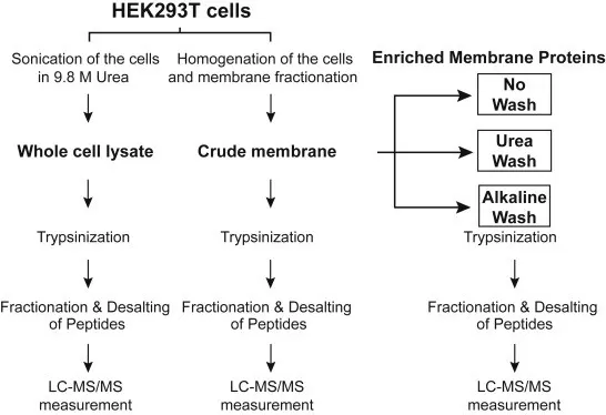 membrane fractionation and washing strategies for membrane proteomics sample preparation