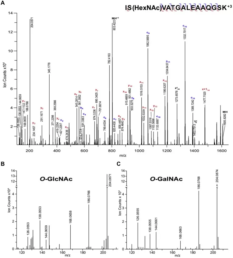 EThcD spectra comparing O-GlcNAc and O-GalNAc modified peptides and modification site localization