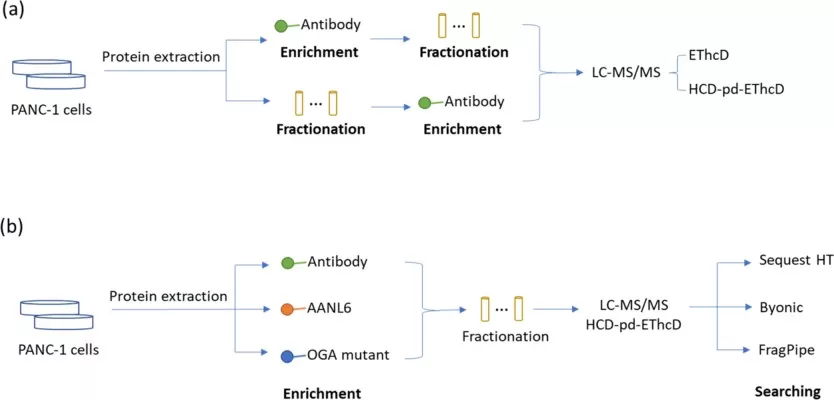 Workflow for site-specific O-GlcNAc proteomics combining enrichment, HCD-pd-EThcD mass spectrometry and database searching