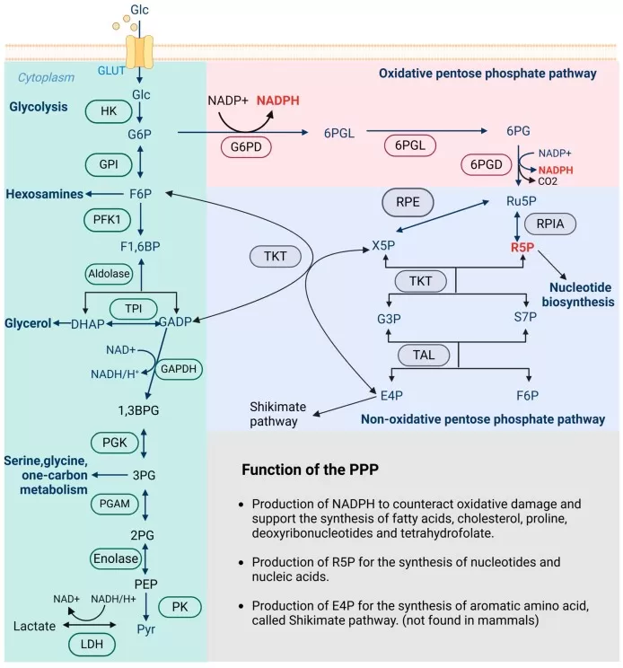 Overview of glycolysis and the oxidative and non-oxidative pentose phosphate pathway showing NADPH production, pentose phosphate synthesis, and exchange with glycolytic intermediates