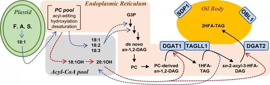 Triacylglycerol remodeling during seed oil biosynthesis in Physaria fendleri