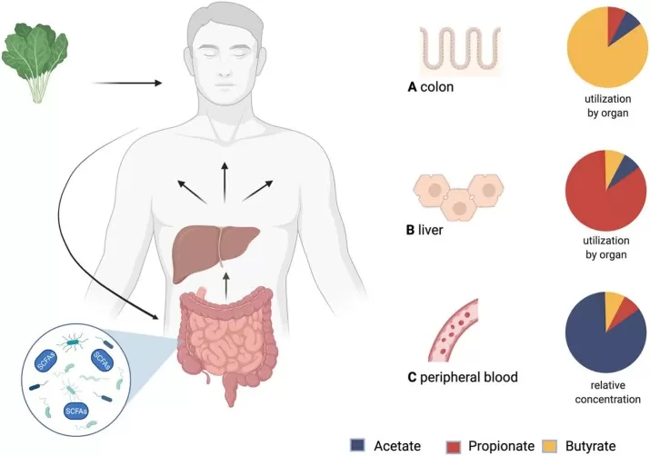 SCFA production in the colon, hepatic metabolism, and distribution to peripheral blood.