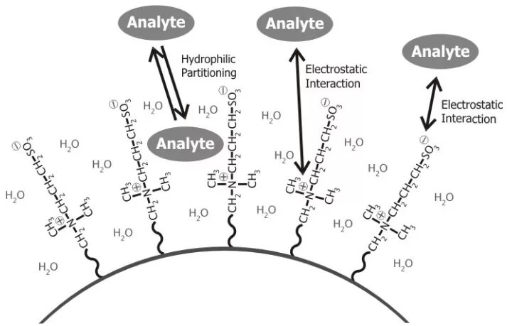 Zwitterionic HILIC retention mechanism illustrating hydrophilic partitioning and electrostatic interactions between analytes and the stationary phase