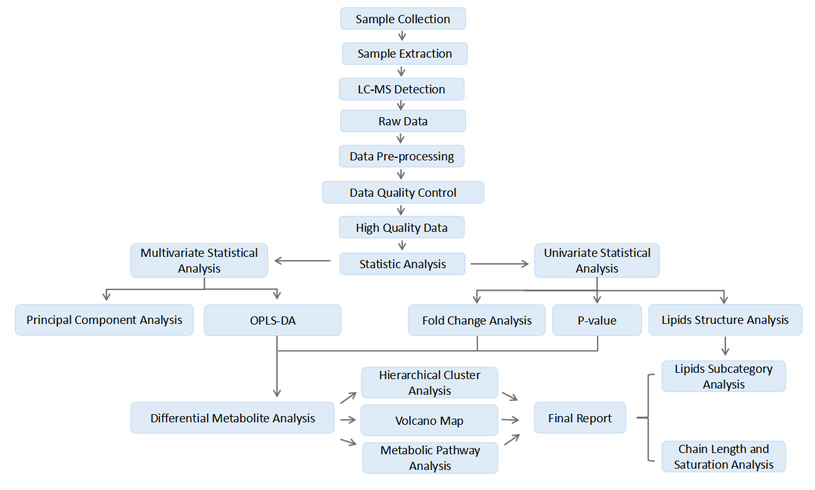 Project Workflow of Quantitative Lipidomics for Plants Service