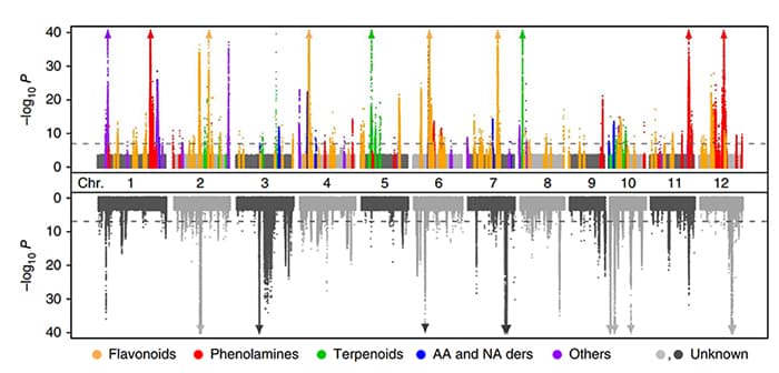 genome-wide-association-study-analysis.jpg