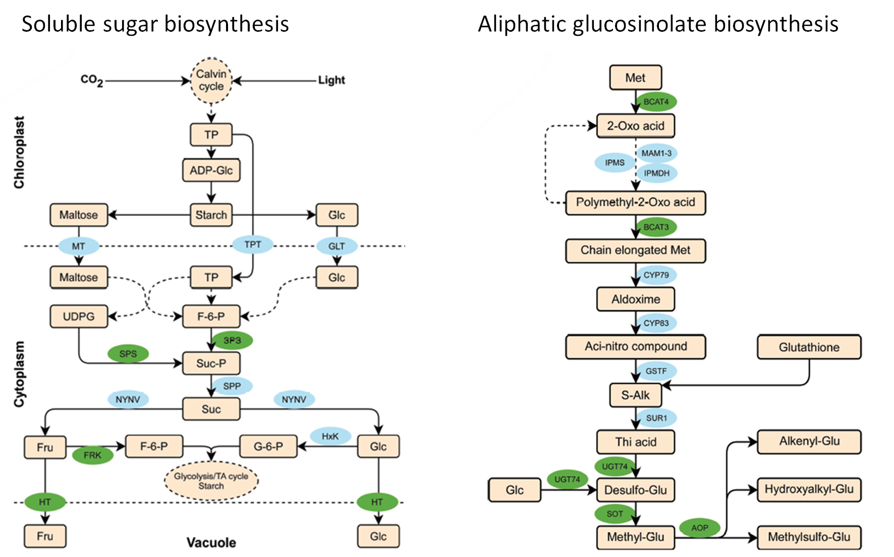 Multiomics Identifies Key Regulators in Cabbage Nutrients