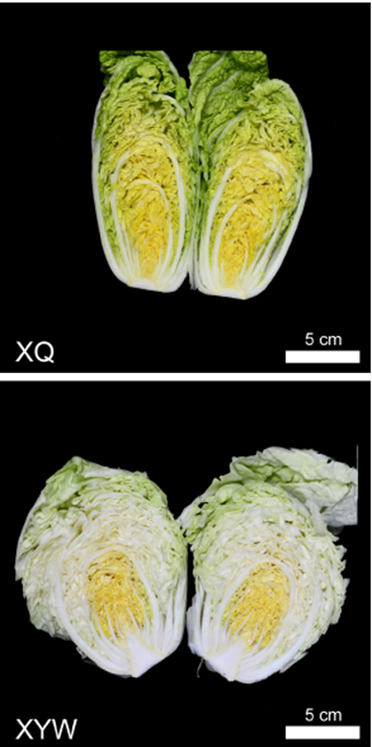 Multiomics Identifies Key Regulators in Cabbage Nutrients