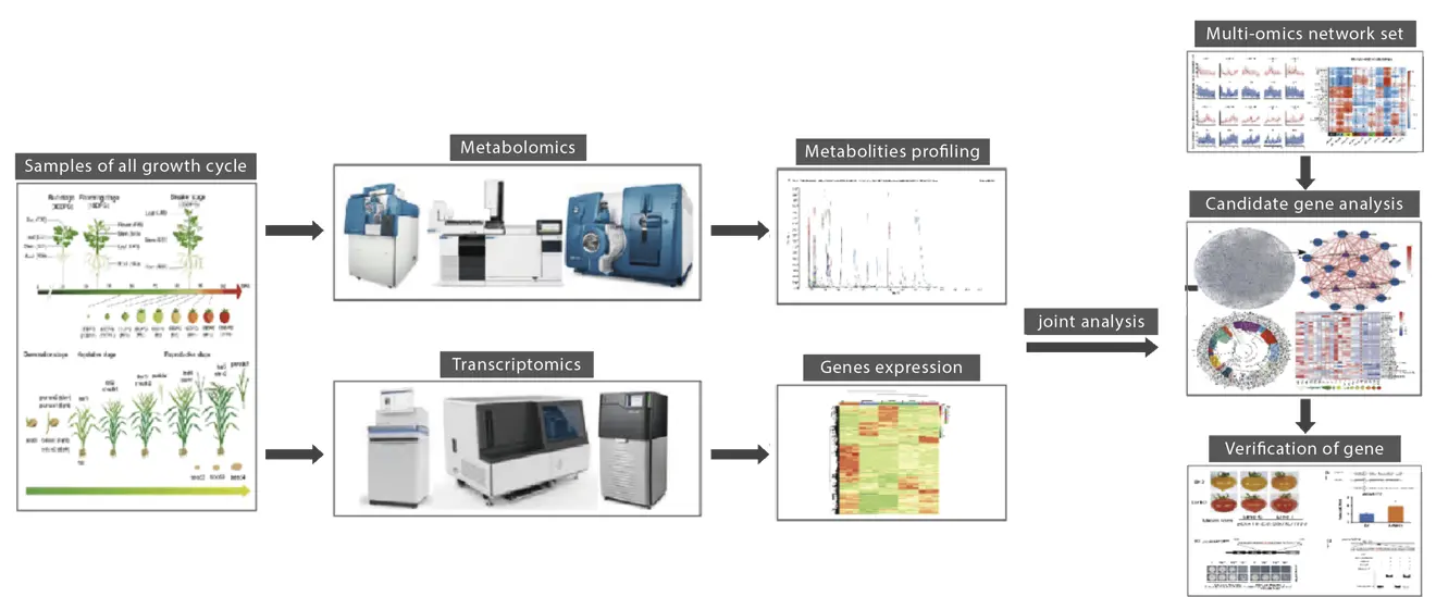 Project Workflow of Transcriptome+Metabolome Services