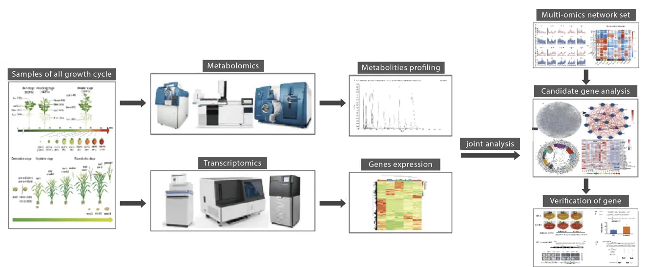 Project Workflow of Resequencing+Metabolome Services
