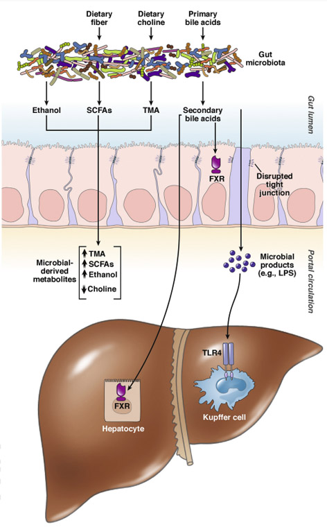 (2)Liver_Diseases.jpg