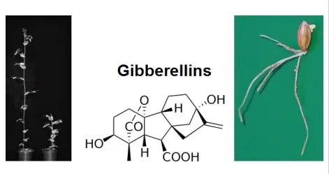 Gibberellin Targeted Metabolomics