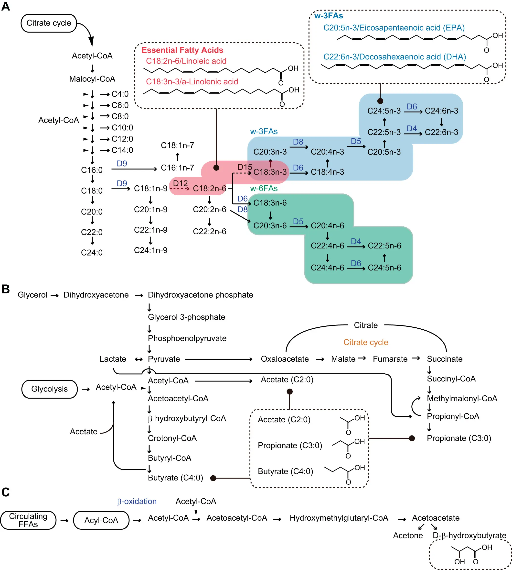 Fatty acids: its classification, synthesis pathways and related diseases
