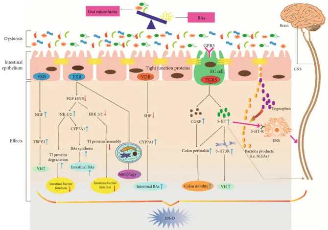 Bile Acid Research strategy