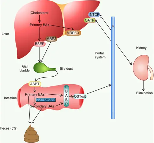 The enterohepatic circulation of bile acids