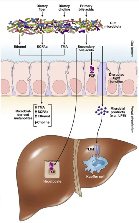 Bile Acid Research strategy