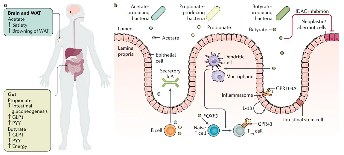 Fatty acids: its classification, synthesis pathways and related diseases