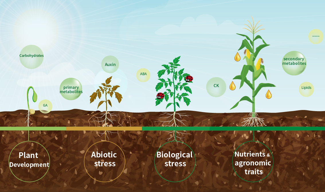 Directions-for-metabolomics-in-plant-research