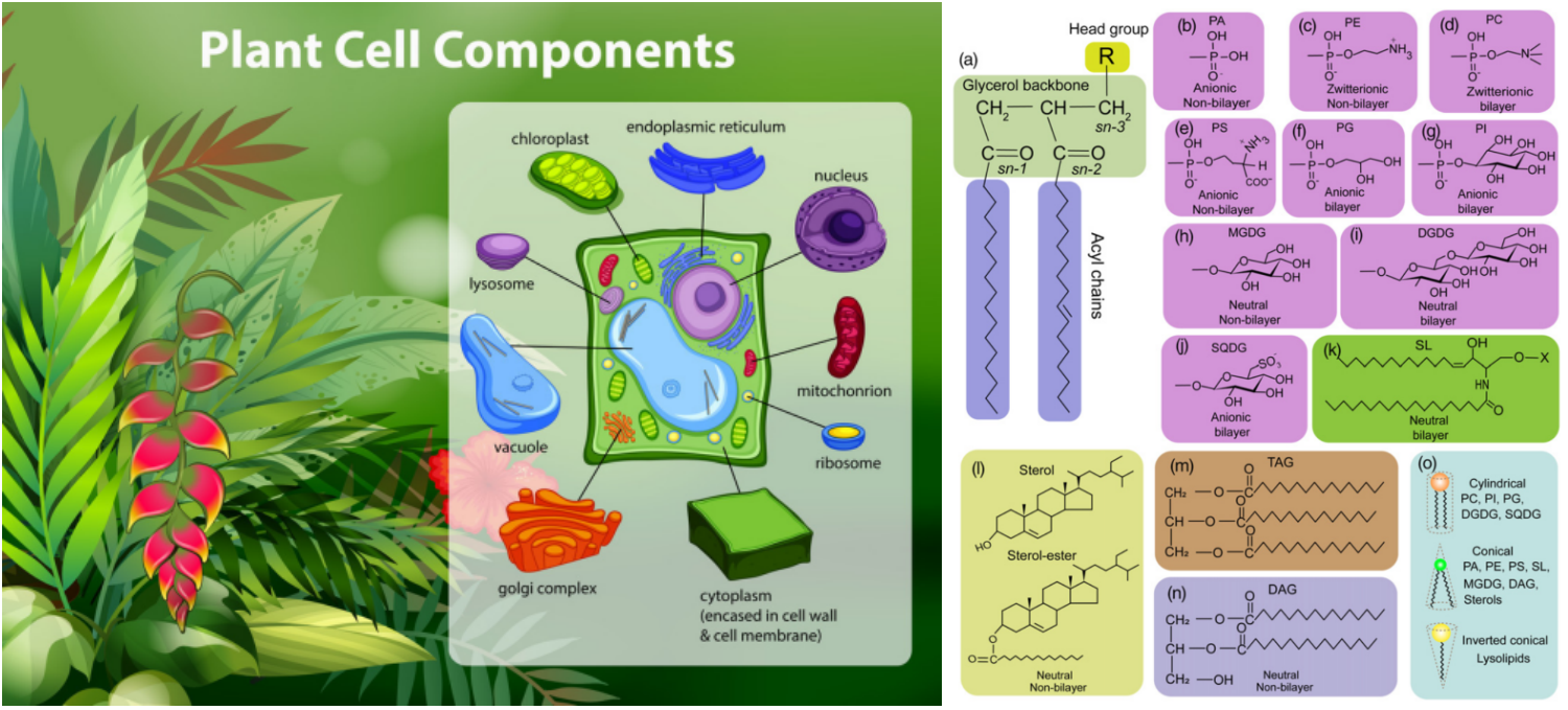 Plant-Cell-Components-and-Lipid-types-in-membrane