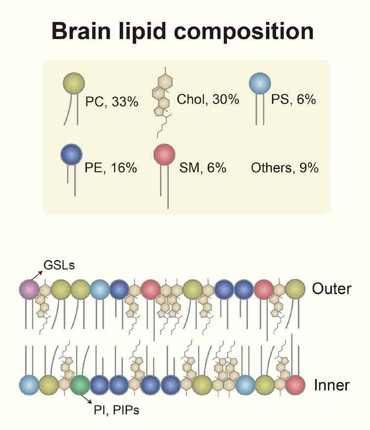 Brain-lipid-composition.png