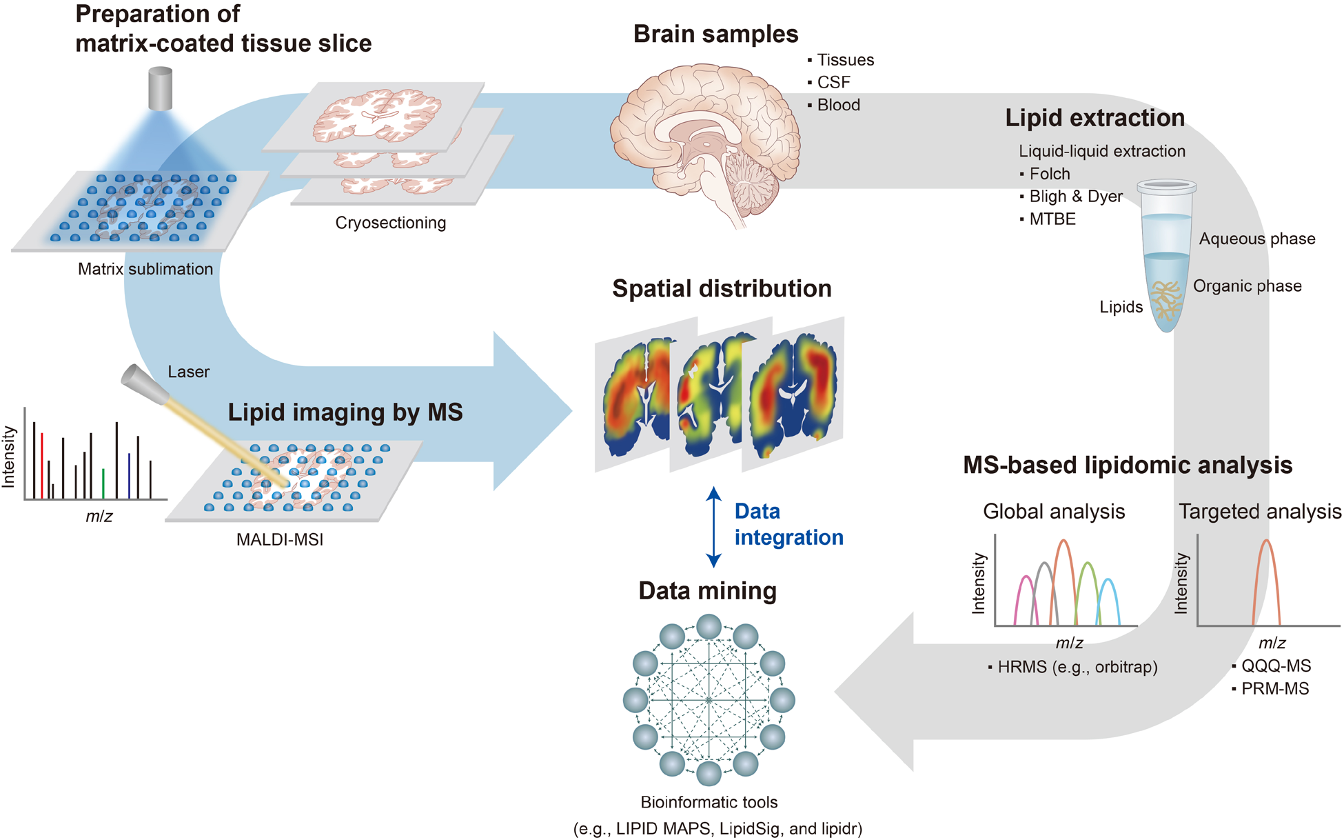 MS-based-analytical-strategy-for-brain-lipidomics-research.png