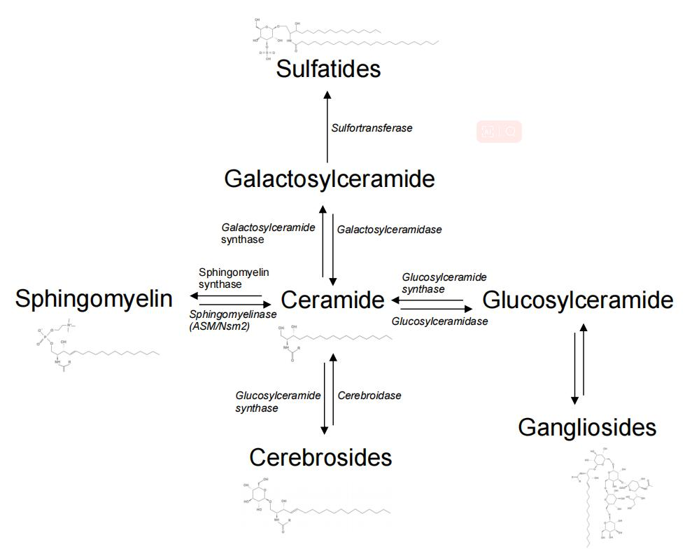 Sphingolipids-biosynthesis.png