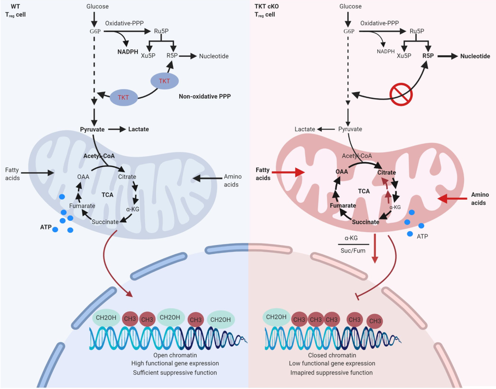 Non-oxidative_pentose_phosphate_pathway_controls_regulatory_T_cell_function