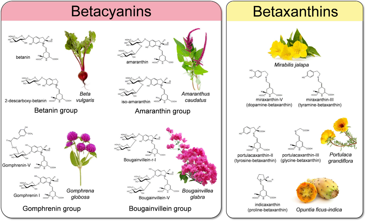 betacyanins,_betaxanthins