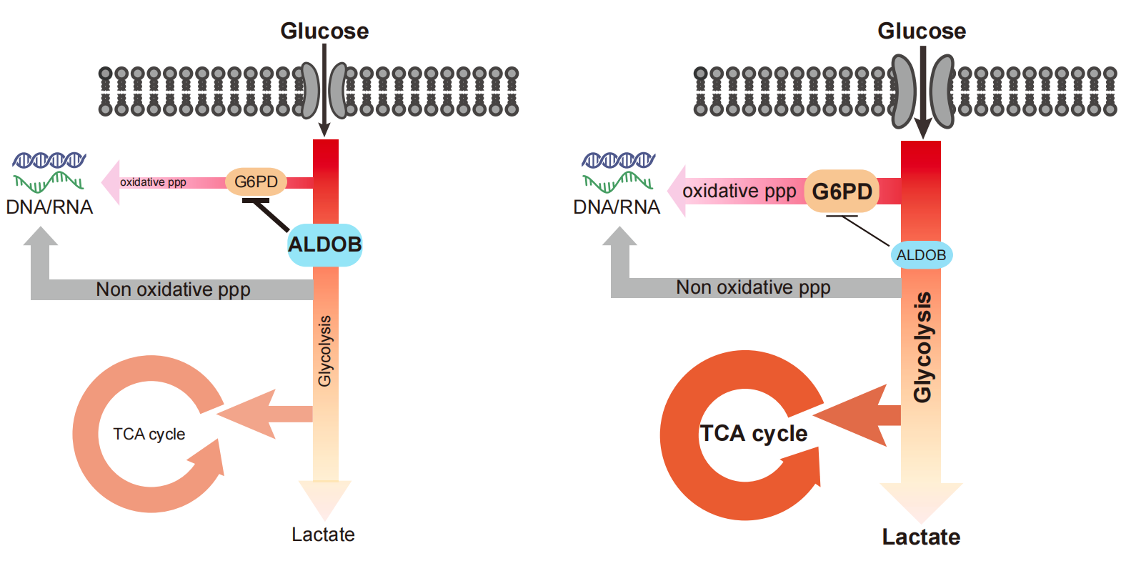 Summary_scheme_highlighting_the_roles_of_the_GLUT1_ALDOB_G6PD_axis_in_glucose_reprogramming