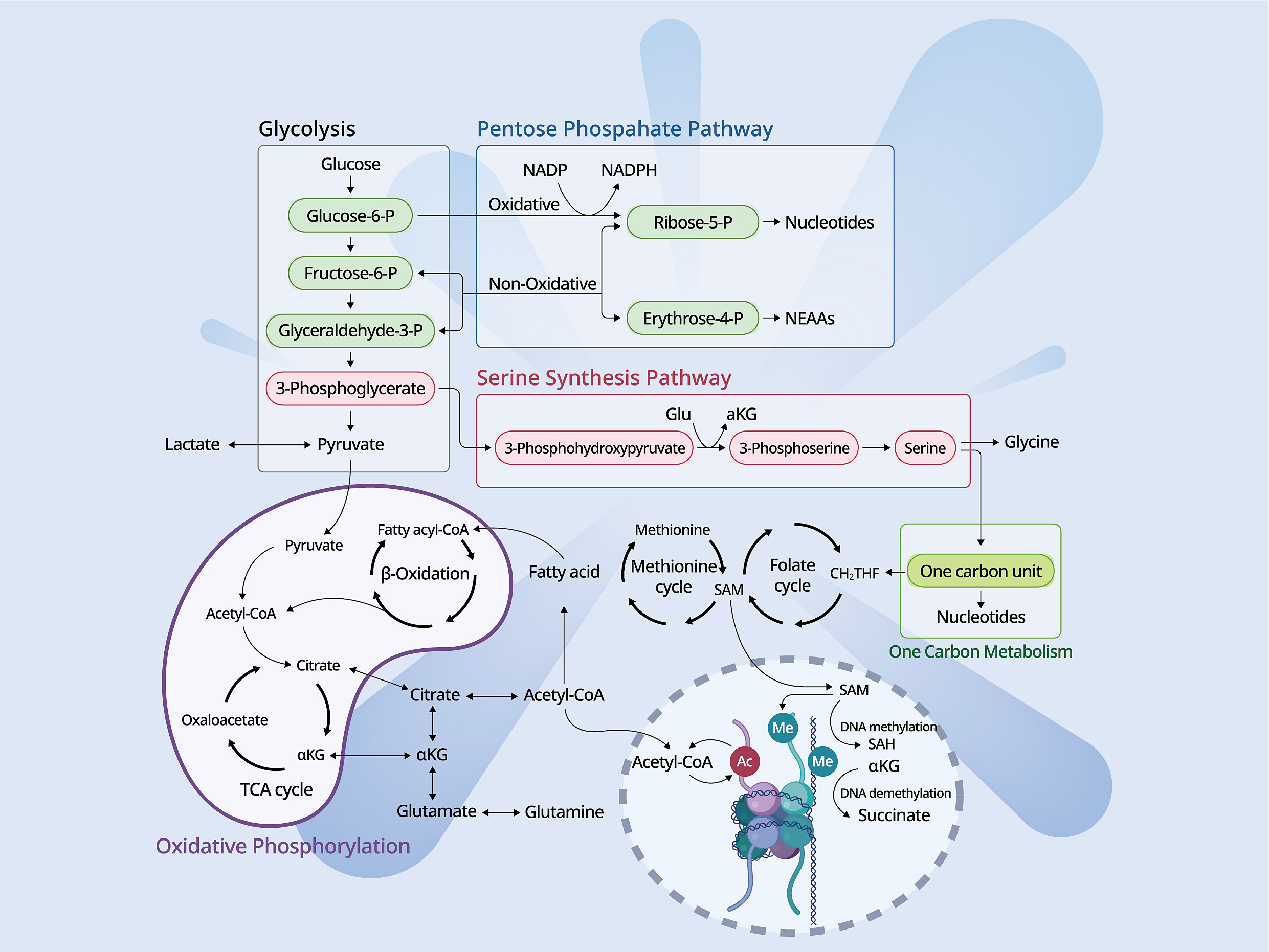 energy metabolism related pathways