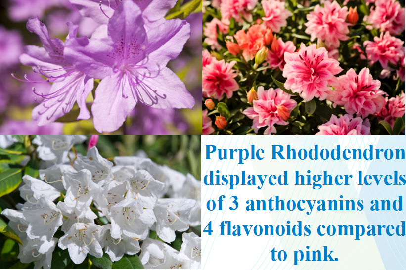 Plant_Pigmentation_metabolomics_different_varieties_of_Rhododendron_pulchrum_Sweet