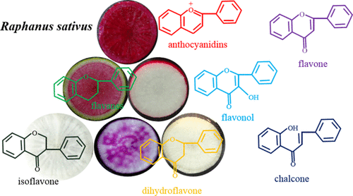 Plant_Pigmentation_metabolomics_different_varieties_of_radish_and_related_metabolites_(antthocyanidins,_flavanes,_flavone,_isoflavone,_dihydroflavone,_raphanus_sativus,_chalcone)