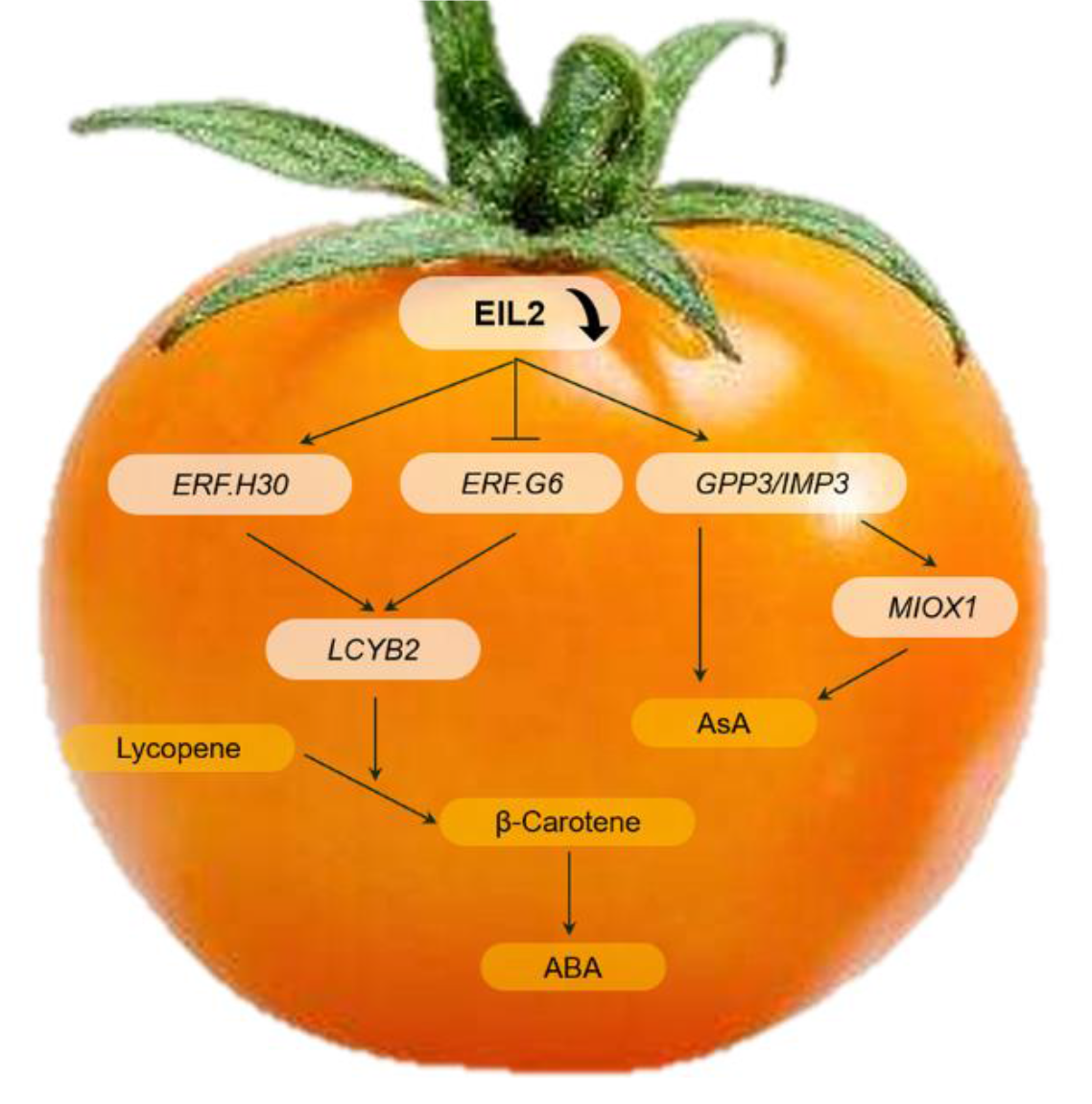 tomato_metabolomics_model_of_the_role_of_SIEIL2_in_enhancing_β-carotene_and_asa_accumulation