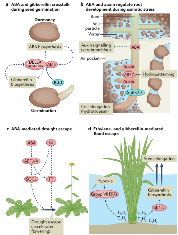 Hormonal_control_of_growth_and_development_during_abiotic_stress.
