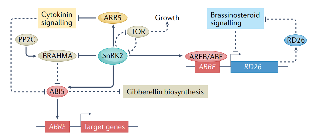 Hormonal_control_of_growth_and_development_during_abiotic_stress