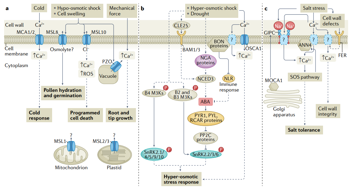 osmotic_stress_and_salinity_sensing_and_signalling_in_plants