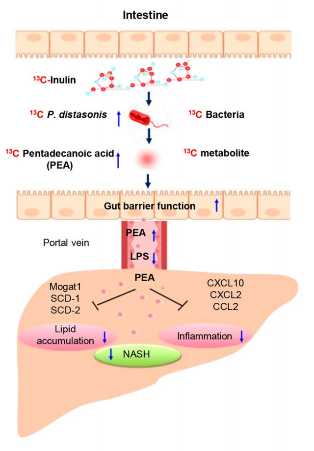 Intestine_and_liver_metabolomics