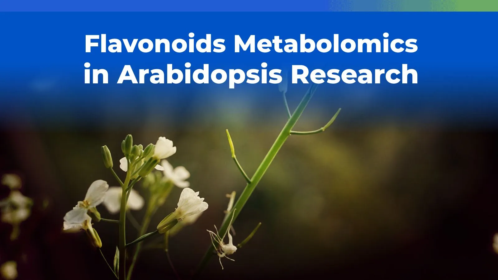 Flavonoids Metabolomics in Arabidopsis Research