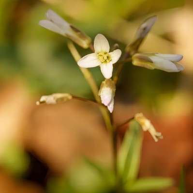 the_flowers_of_Arabidopsis_plant