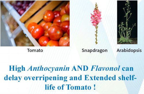 Food_metabolomics_and_flavonols_tomato_snapdragon_arabidopsis