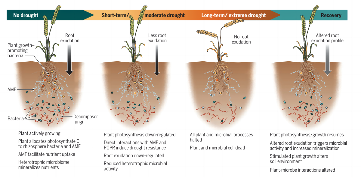 Plant-microbial_interactions