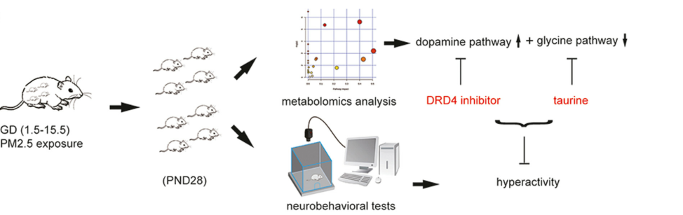 Metabolomics_analysis_reveals_neurobehavioral_disorder_induced_by_PM2.5
