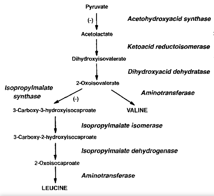 Figure_2._The_synthesis_pathway_of_leucine_in_plants [1]