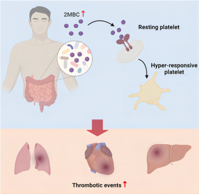 Mechanism_of_thrombotic_regulation_by_2MBCA