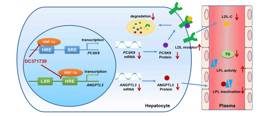 DC371739_regulates_PCSK9_and_ANGPTL3_transcription_by_targeting_HNF-1a