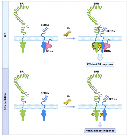 Figure_1._modeling_the_role_of_copine_proteins_in_BR_signaling